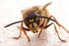 Vespula vulgaris